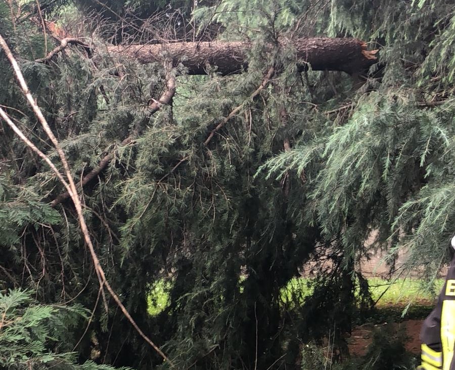 Albero sui fili della corrente: pompieri a Turate