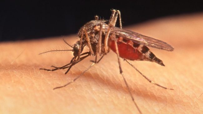 West Nile a Robecco: anziano ricoverato per la febbre del Nilo
