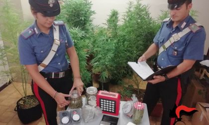 42enne arrestato a Bollate: coltivava marijuana sul terrazzo