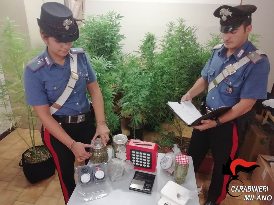42enne arrestato a Bollate: coltivava marijuana sul terrazzo