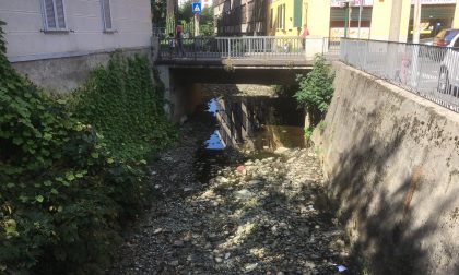 Centro di Saronno tra fogna rotta e ratti FOTO e VIDEO