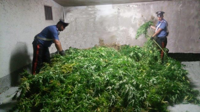 Maxi sequestro di marijuana