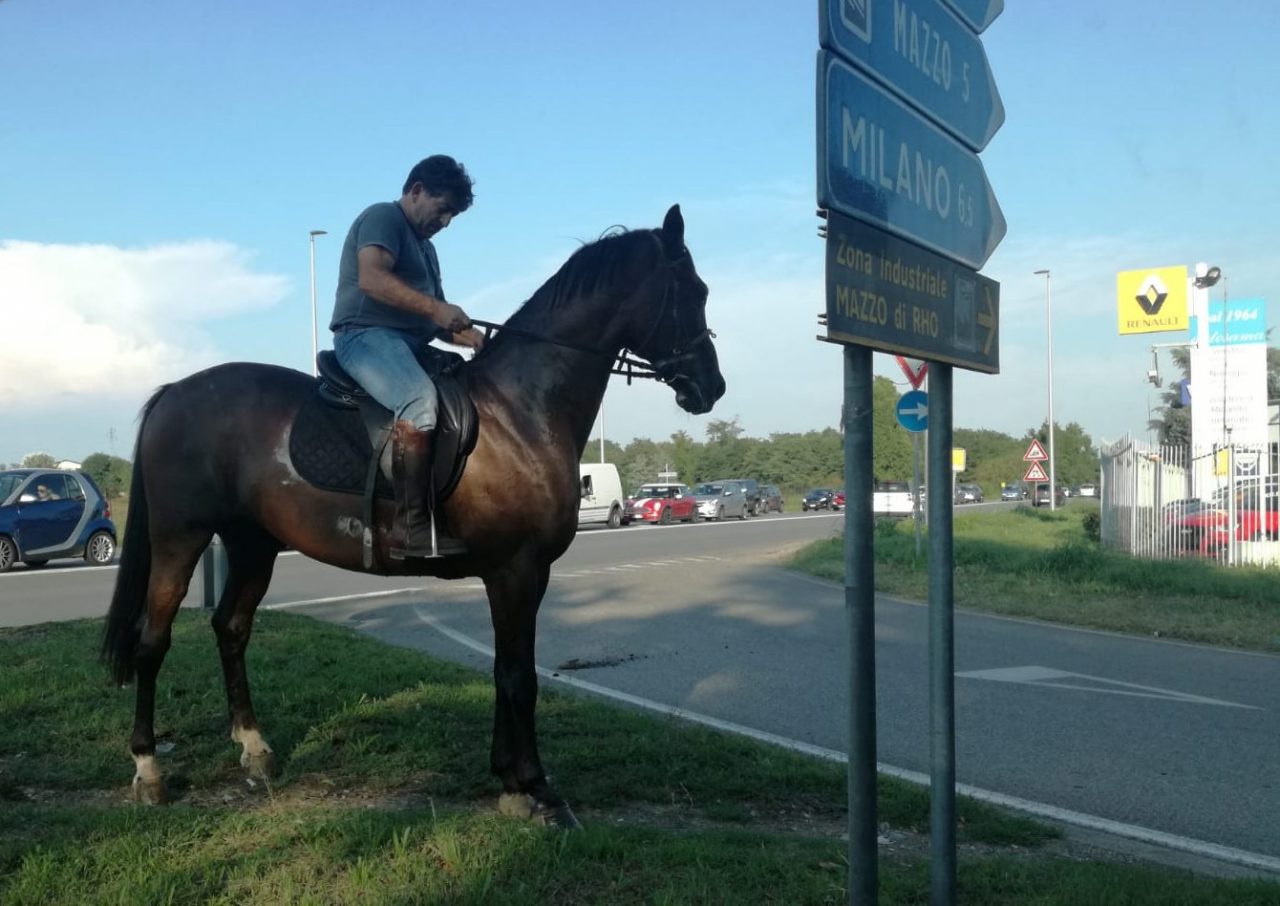 A Rho il cavallo che legge i cartelli stradali