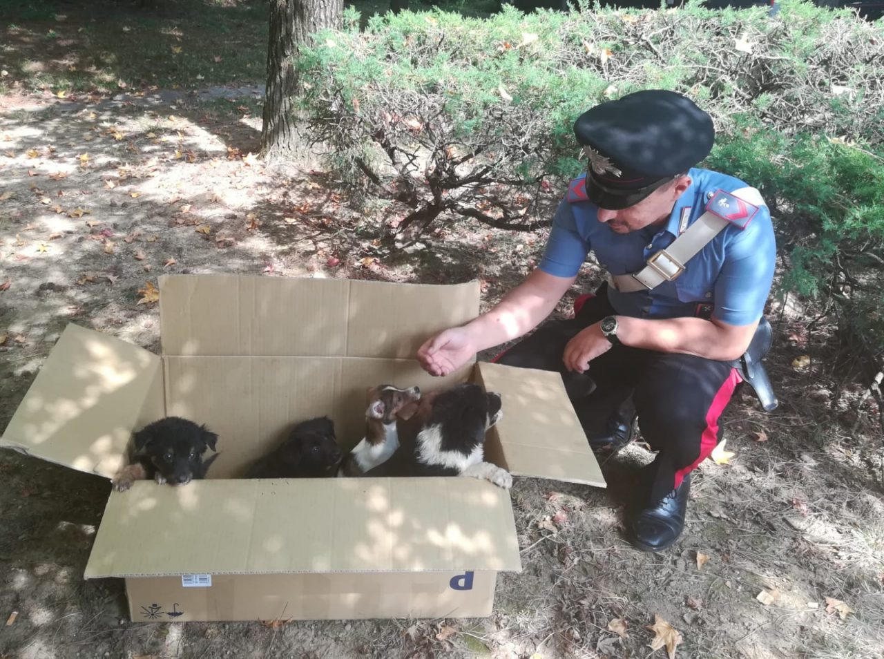Sette cuccioli abbandonati: li salvano i carabinieri