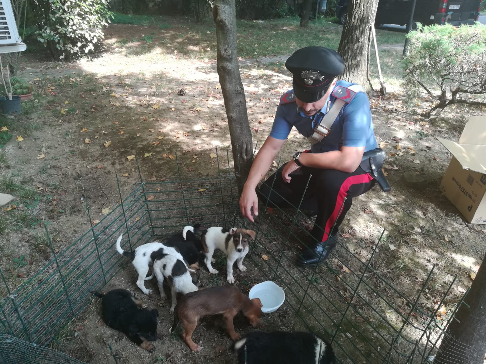 Sette cuccioli abbandonati: li salvano i carabinieri