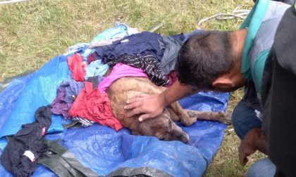 Cane rischia di annegare: salvato da vigili e pompieri
