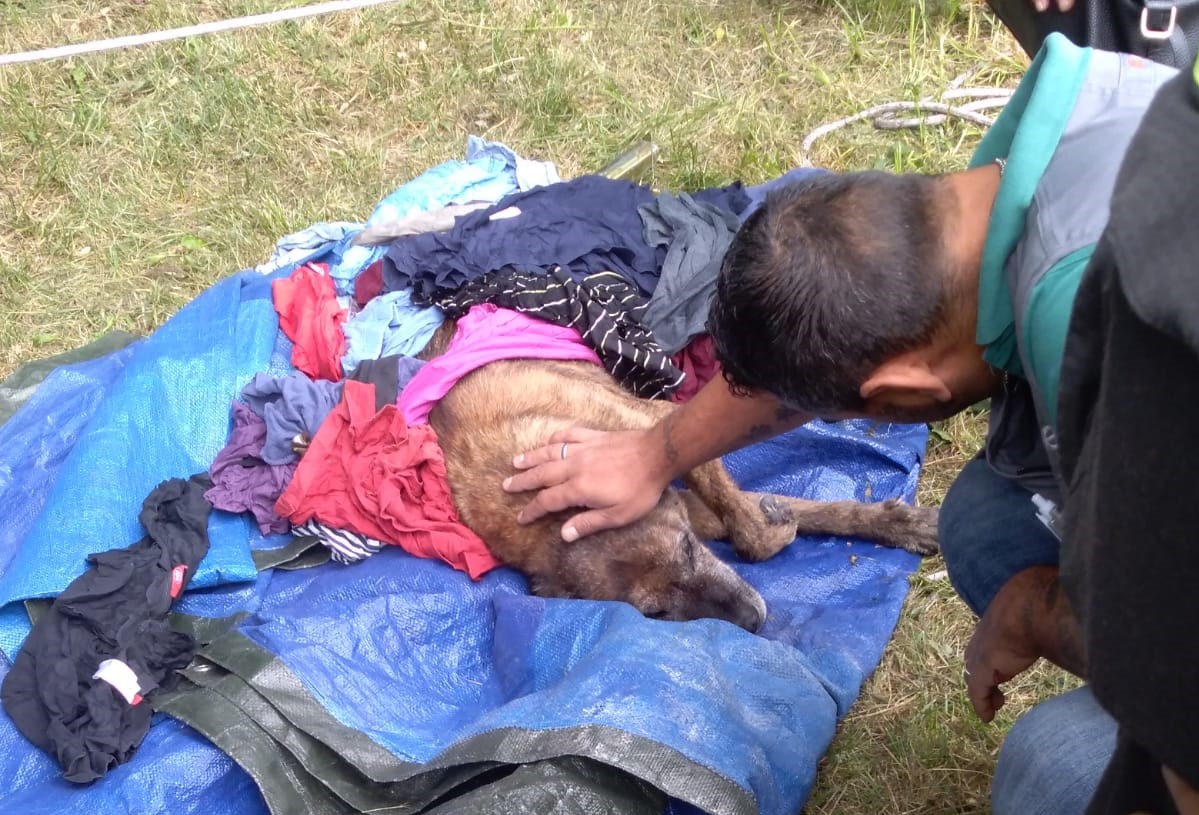 Cane rischia di annegare: salvato da vigili e pompieri
