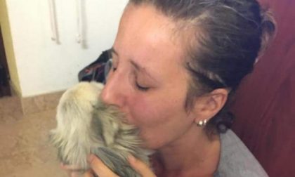 Il chihuahua Cherry torna a casa dopo quasi due anni