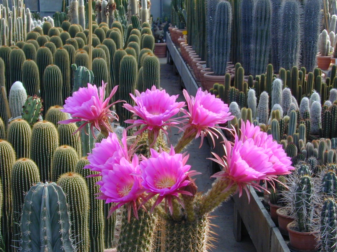 Orticolario, un appuntamento per scoprire e riscoprire il proprio giardino!