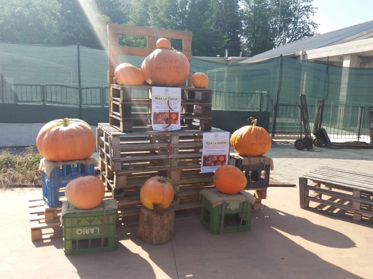 Maxi zucca da 33 chili: ecco i campioni