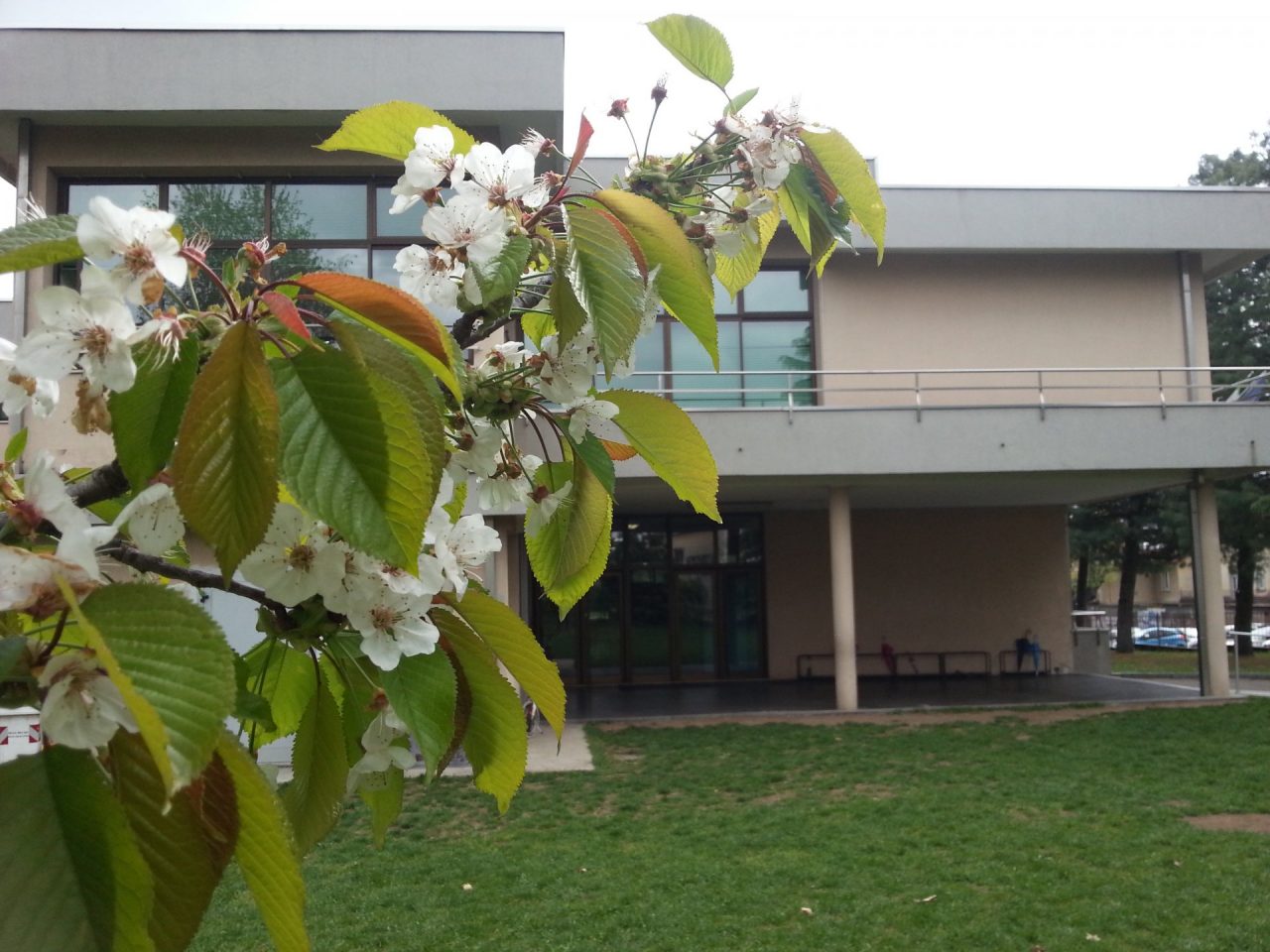 Scuola chiusa, stop lezioni alla Signorelli