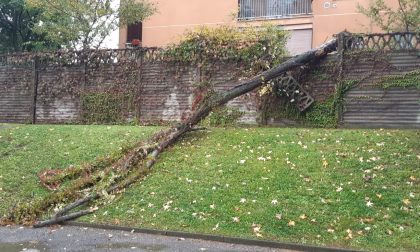 Crolla un albero a San Vittore: paura tra i condomini FOTO