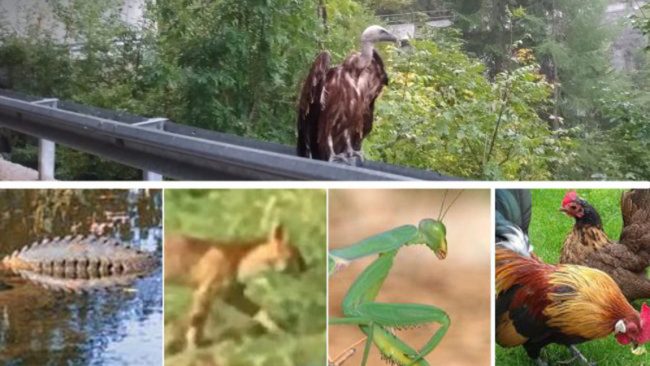 Condor o grifone… altro animale mitologico in Lombardia