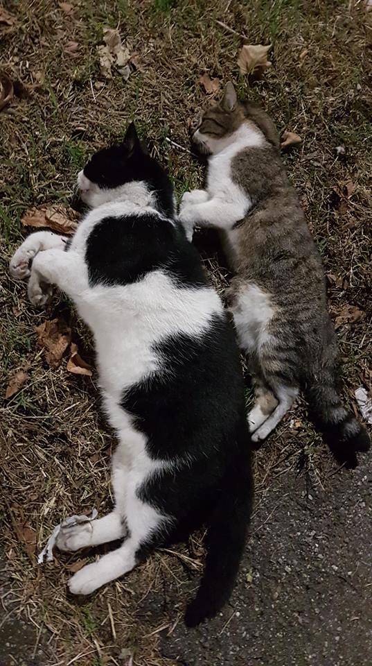 Gattini investiti e abbandonati in mezzo alla strada