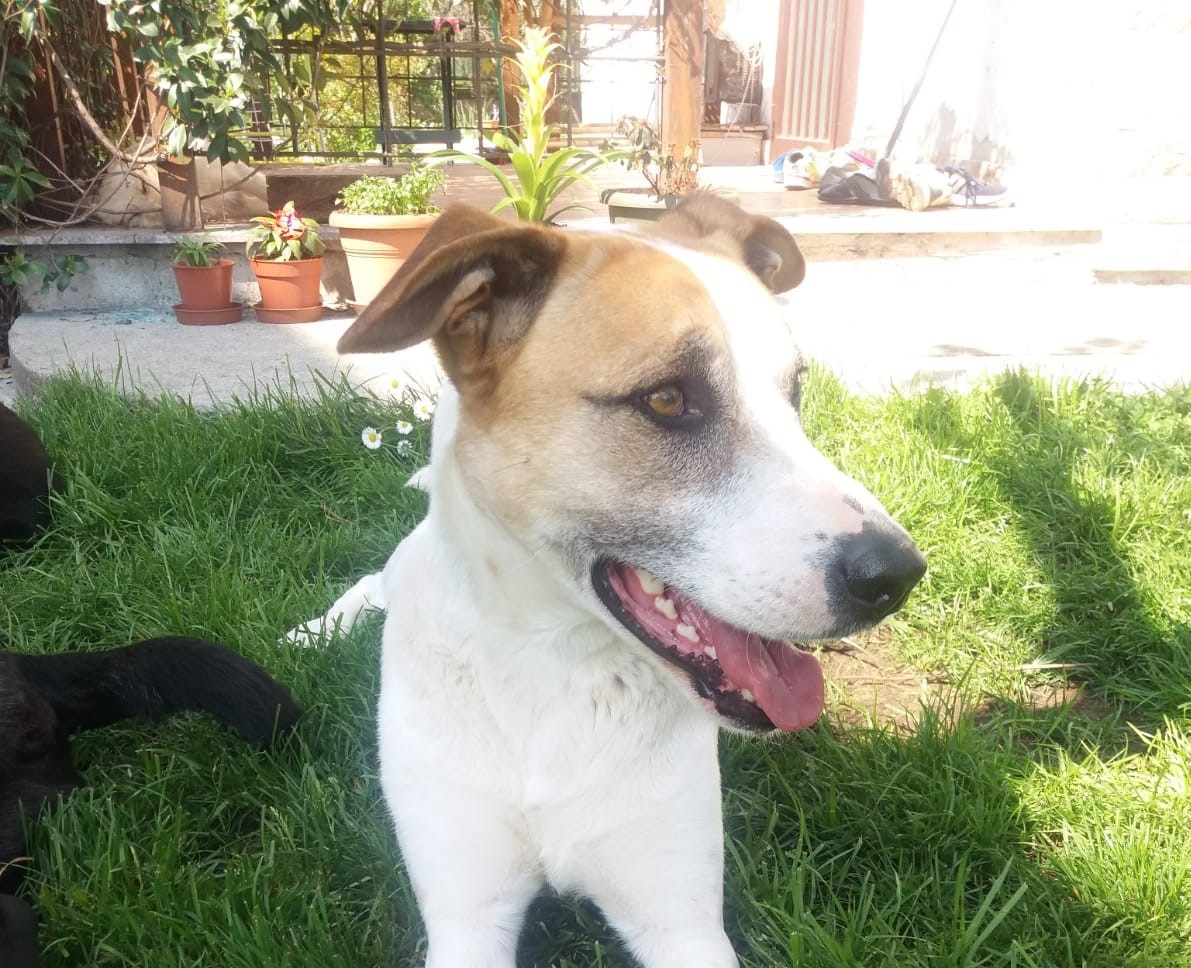 Willy, cane dagli occhioni nocciola, cerca casa