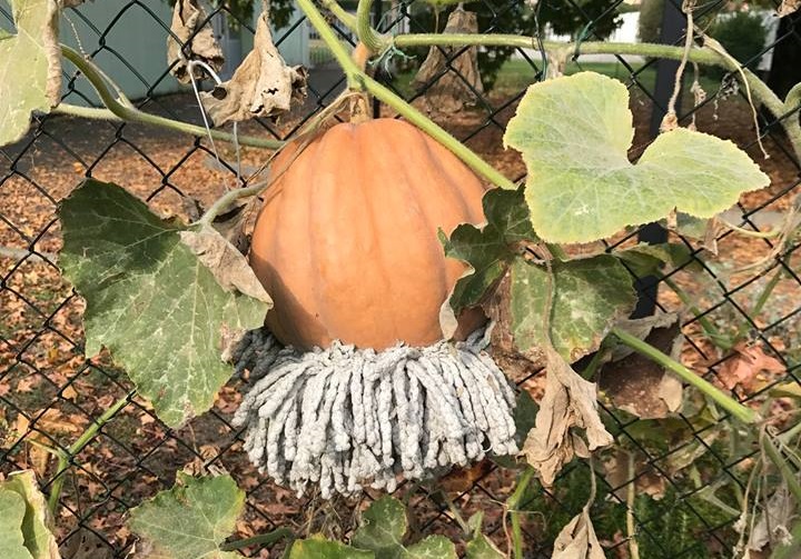 Rubata la zucca con “la barba” coltivata dai bambini