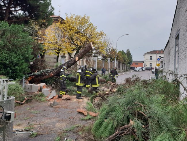 Parabiago, albero caduto in via 24 maggio