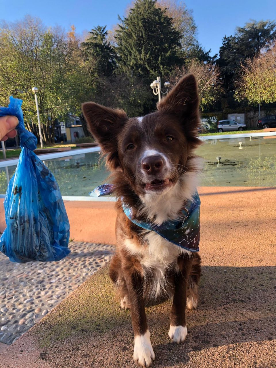 Ecco Hope, il cane che sgrida i maleducati VIDEO