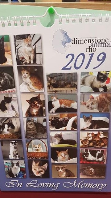 Dodici mesi con i randagi per aiutare il gattile