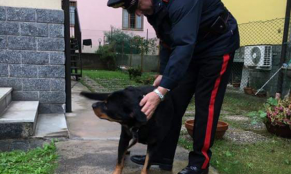 Rottweiler fuori controllo semina paura: fermato da un carabiniere