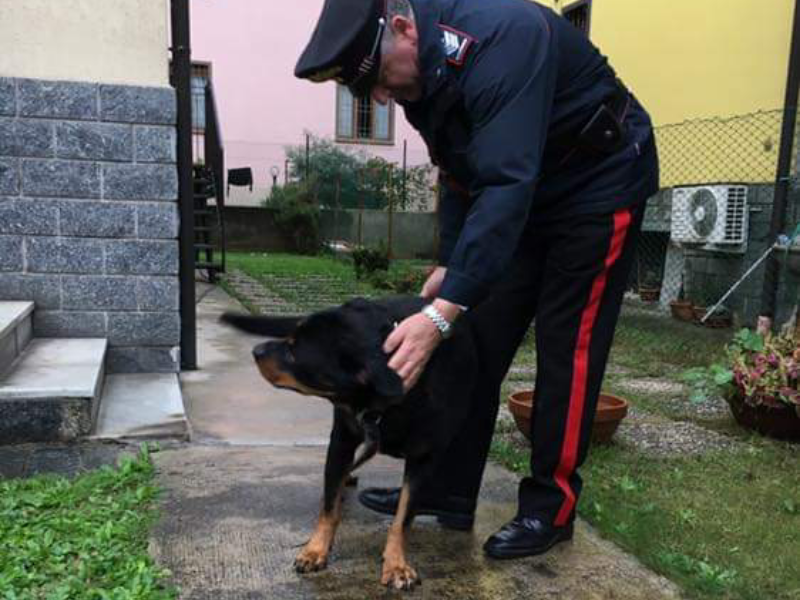 Rottweiler fuori controllo semina paura: fermato da un carabiniere
