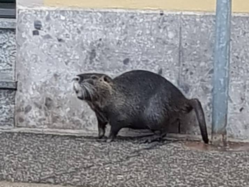 Animali misteriosi per le vie del centro di Rho