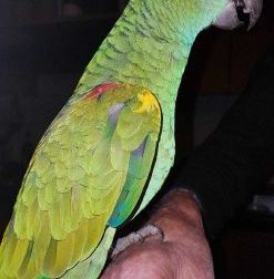 Gli animalisti contro la Clerici: "Illegale catena per pappagallo di Portobello"
