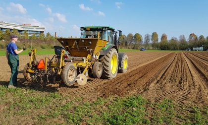 Campo di Tulipani di Edwin quest'anno arriva ad Arese