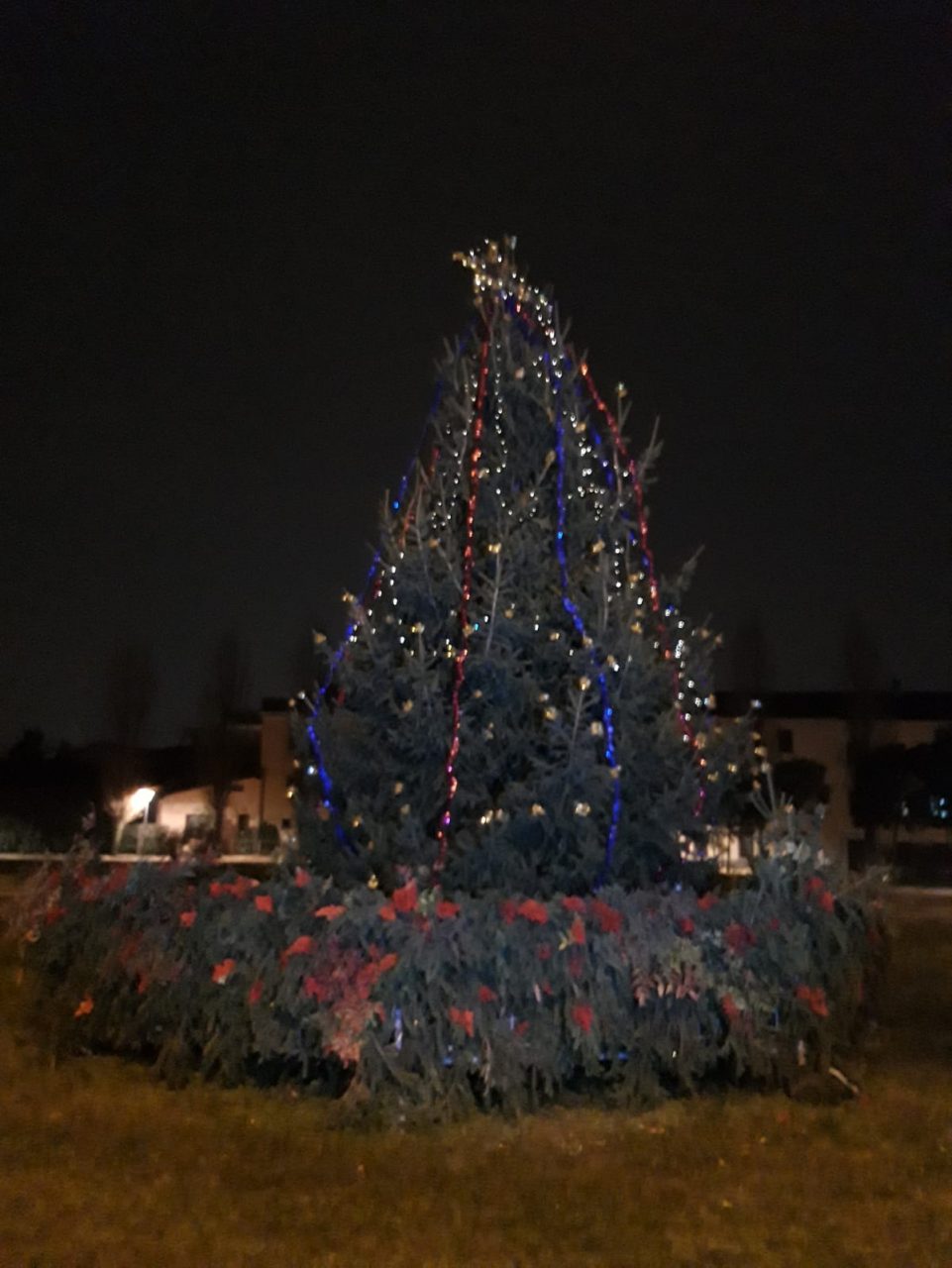 Alberi di Natale con abeti veri? Il Comune li raccoglie e li… pianta