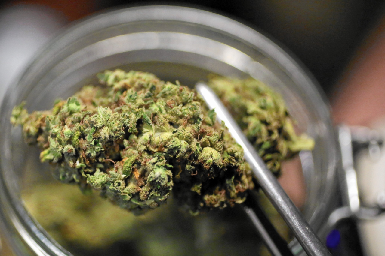 Cannabis terapeutica, la Regione vuole produrla nelle serre lombarde