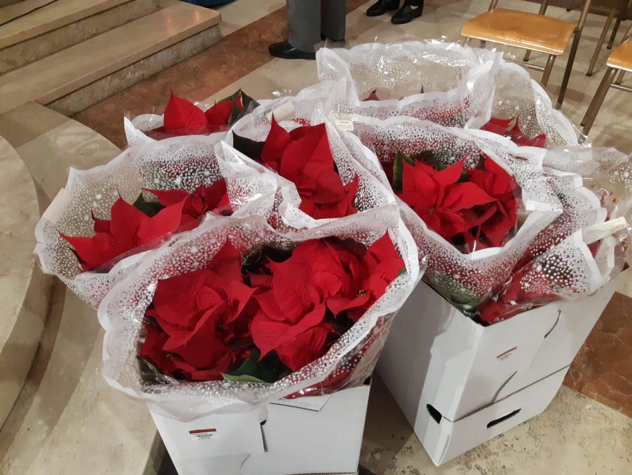 Stelle di Natale “appaiono” durante la Santa Messa