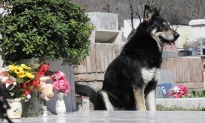 Cani e gatti, divieto d'accesso ai cimiteri di Tradate