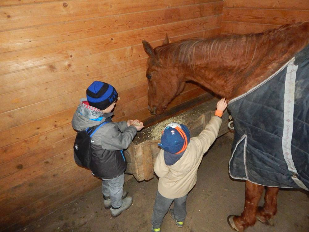 Addio a Drago, il cavallo amico del Parco degli Aironi