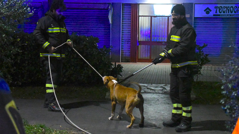 Cane azzanna il padrone: IL VIDEO (devono tenerlo in due)