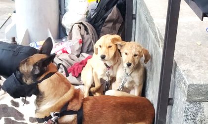 Cani maltrattati e denutriti, sfruttati per chiedere la carità