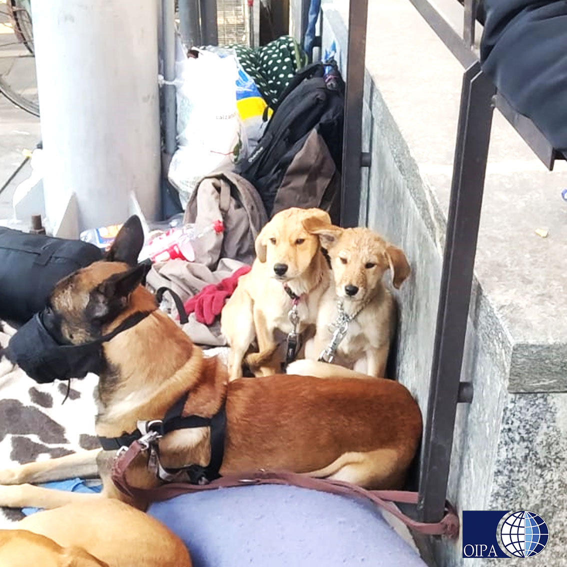 Cani maltrattati e denutriti, sfruttati per chiedere la carità
