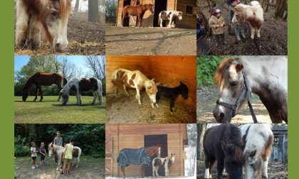 Parco degli Aironi: addio al pony Marta