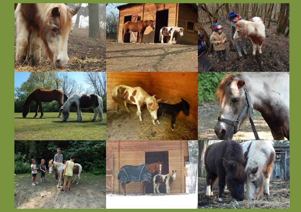 Parco degli Aironi: addio al pony Marta