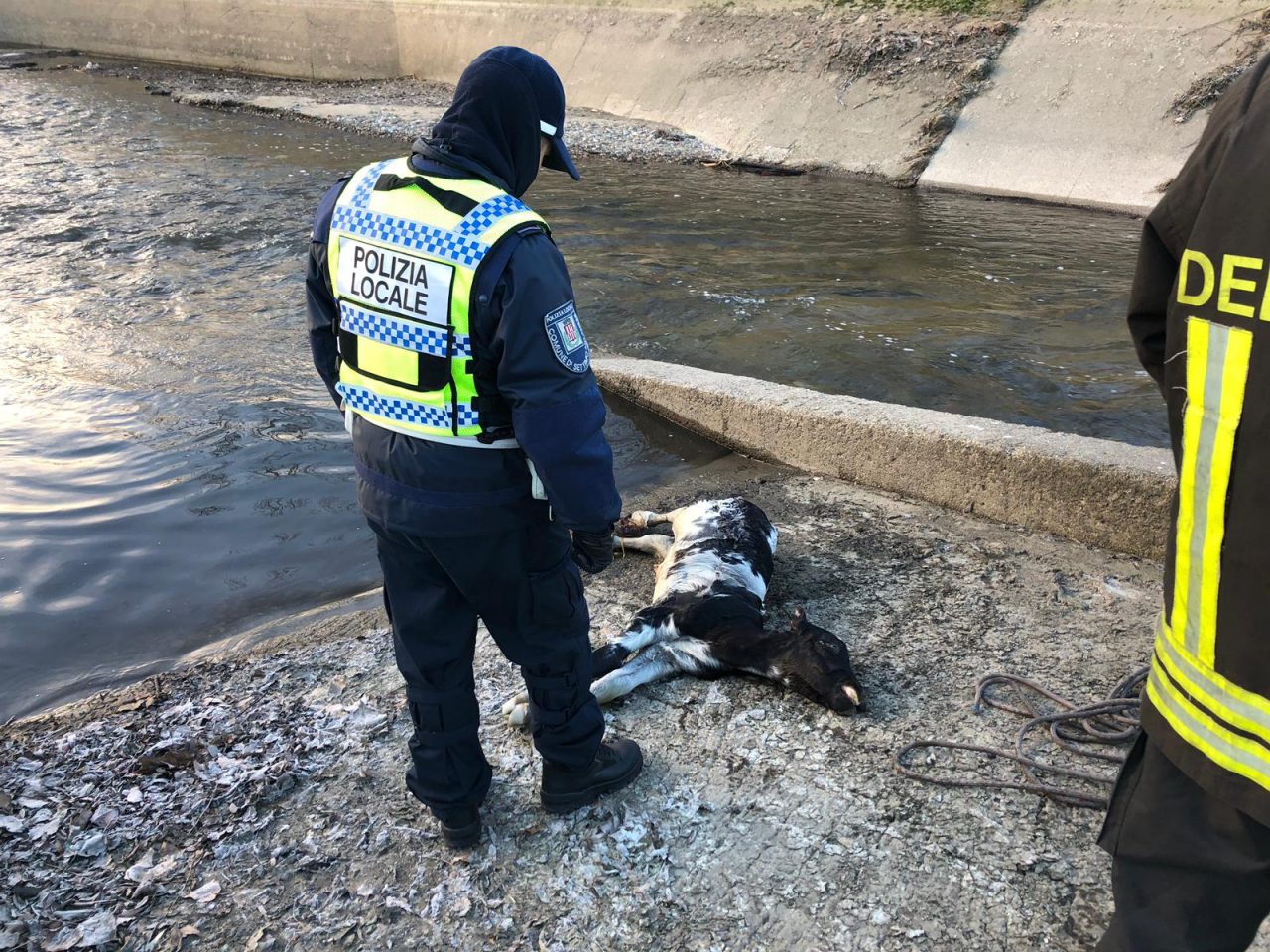 Vitello morto lungo il canale a Settimo Milanese FOTO