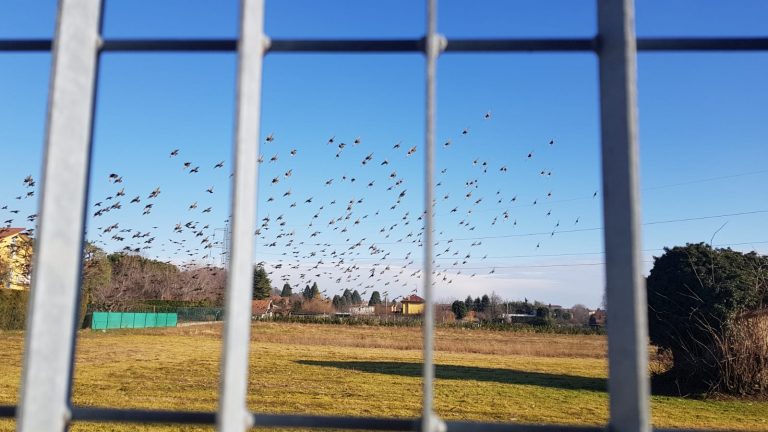 Gli Uccelli di Hitchcock? No sono i cieli della Brianza lecchese VIDEO