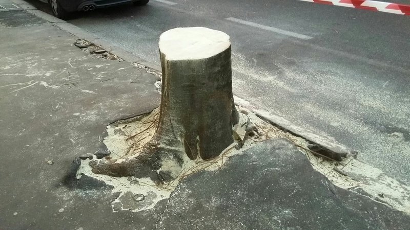 Messa in sicurezza del verde: previsti 110 abbattimenti