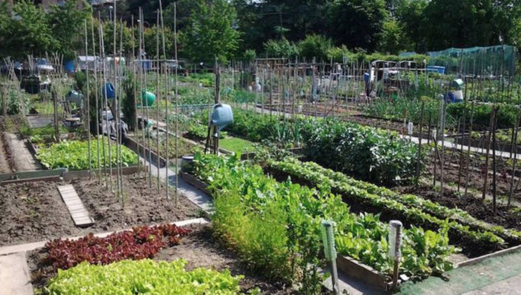 Orti urbani: il Comune di Motta avvia il progetto