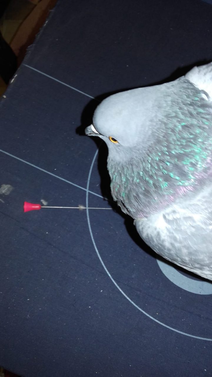 Spari al piccione nel centro di Rho