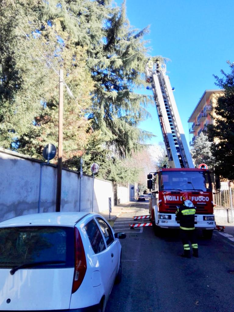 Ramo pericolante, arrivano i pompieri