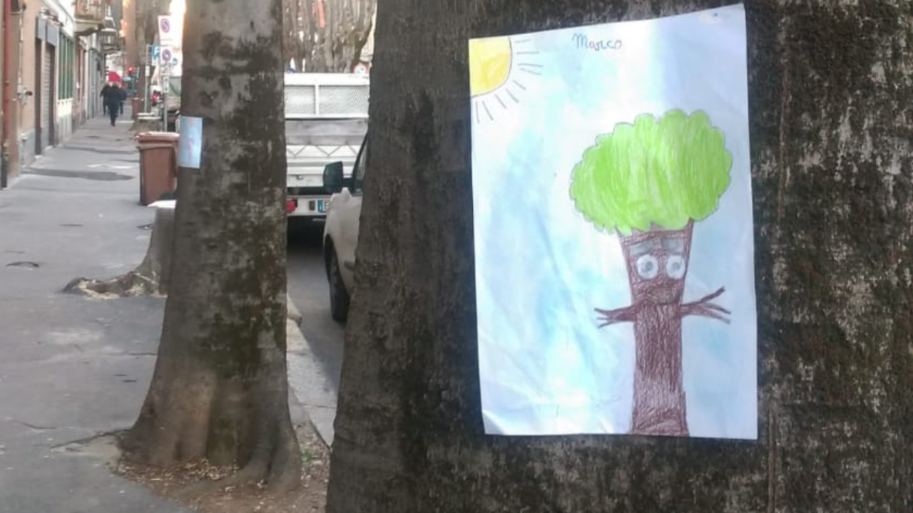 Alberi abbattuti in via Roma Ambiente Saronno Onlus chiede di ripensare il progetto