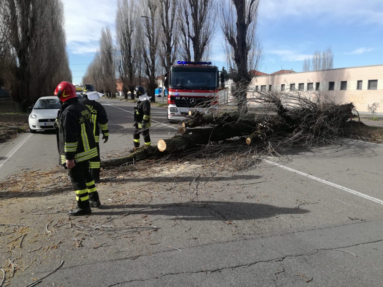 Paura per un grosso albero caduto in via Pace a Rho