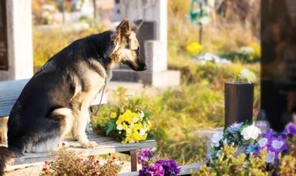 Cani seppelliti con i padroni, Regione approva legge
