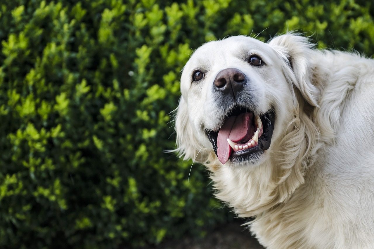 Igiene orale del cane, come effettuare la pulizia dei denti