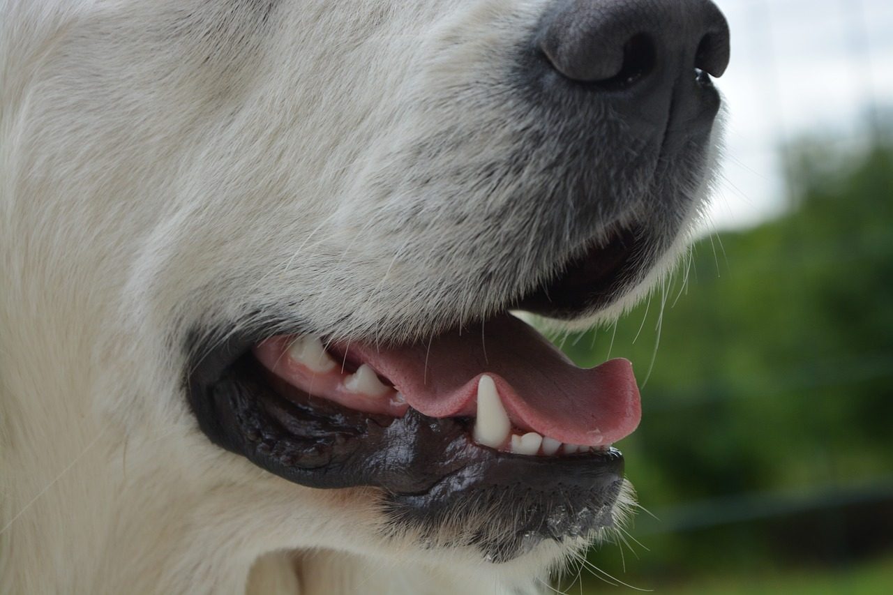 Cerca di rapirle il cane mentre passeggia al Parco Castello