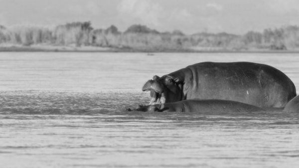Pensionato milanese morto ucciso da un ippopotamo